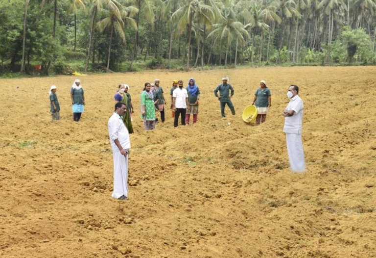 സുഭിക്ഷ കേരളം പദ്ധതി: പേരാമ്പ്രയില് അഞ്ച് ഏക്കറില് ഇടവിളകൃഷി