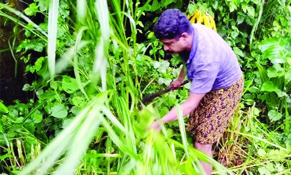 ക്ഷീരകര്ഷകര്ക്ക് തുണയായി ഷിനുകുമാര്
